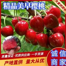 陕西澄县萨米樱桃大量上市价格实惠供全国商超社区团购
