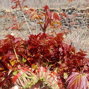沂蒙露天头茬红油香椿大量上市中，欢迎采购