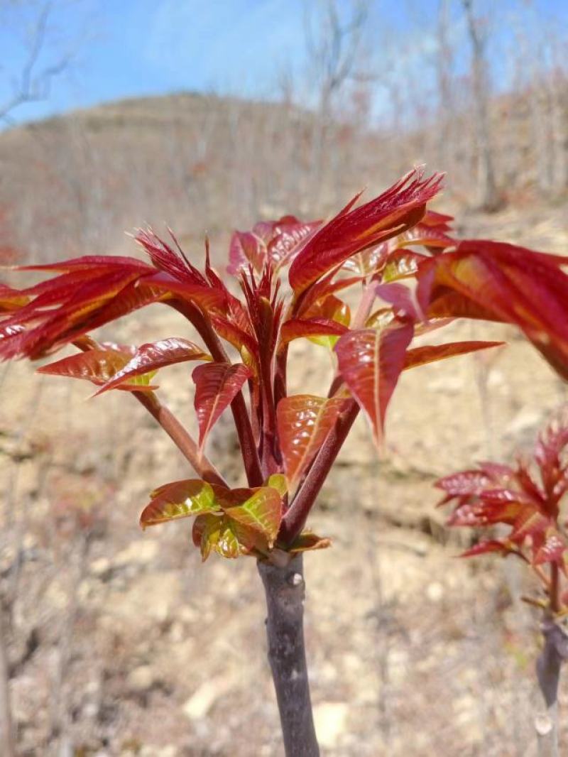 沂蒙露天头茬红油香椿大量上市中，欢迎采购