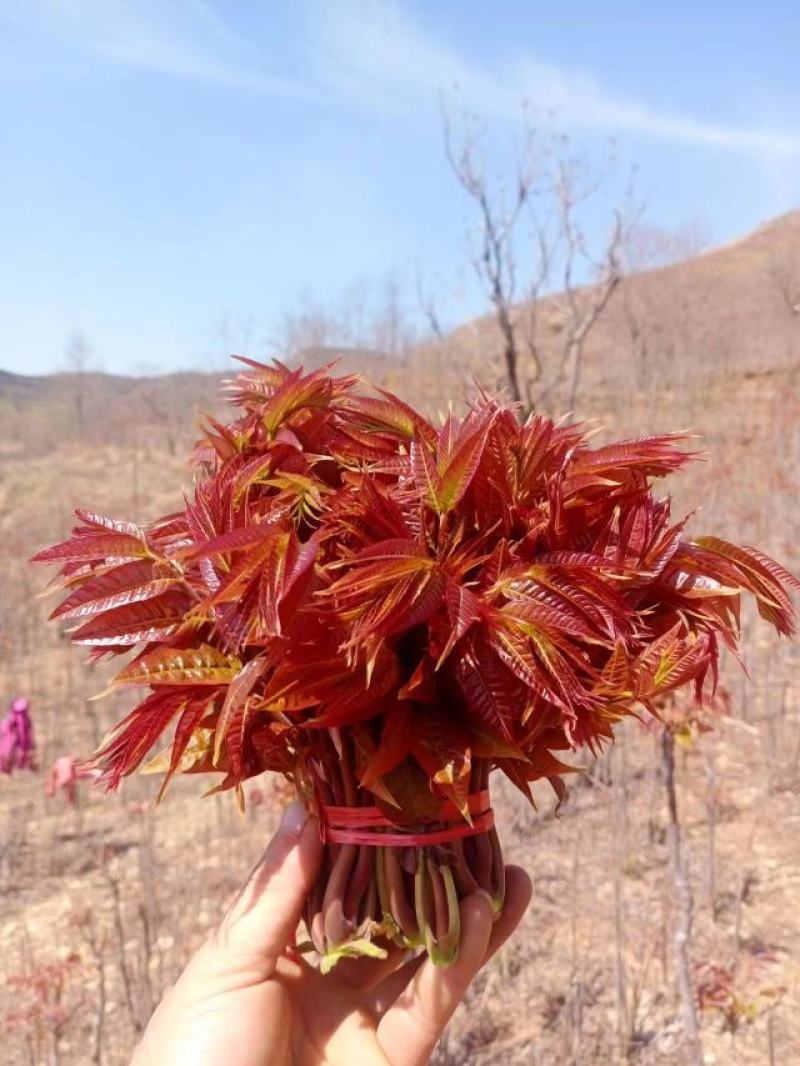 沂蒙露天头茬红油香椿大量上市中，欢迎采购