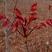 沂蒙露天头茬红油香椿大量上市中，欢迎采购