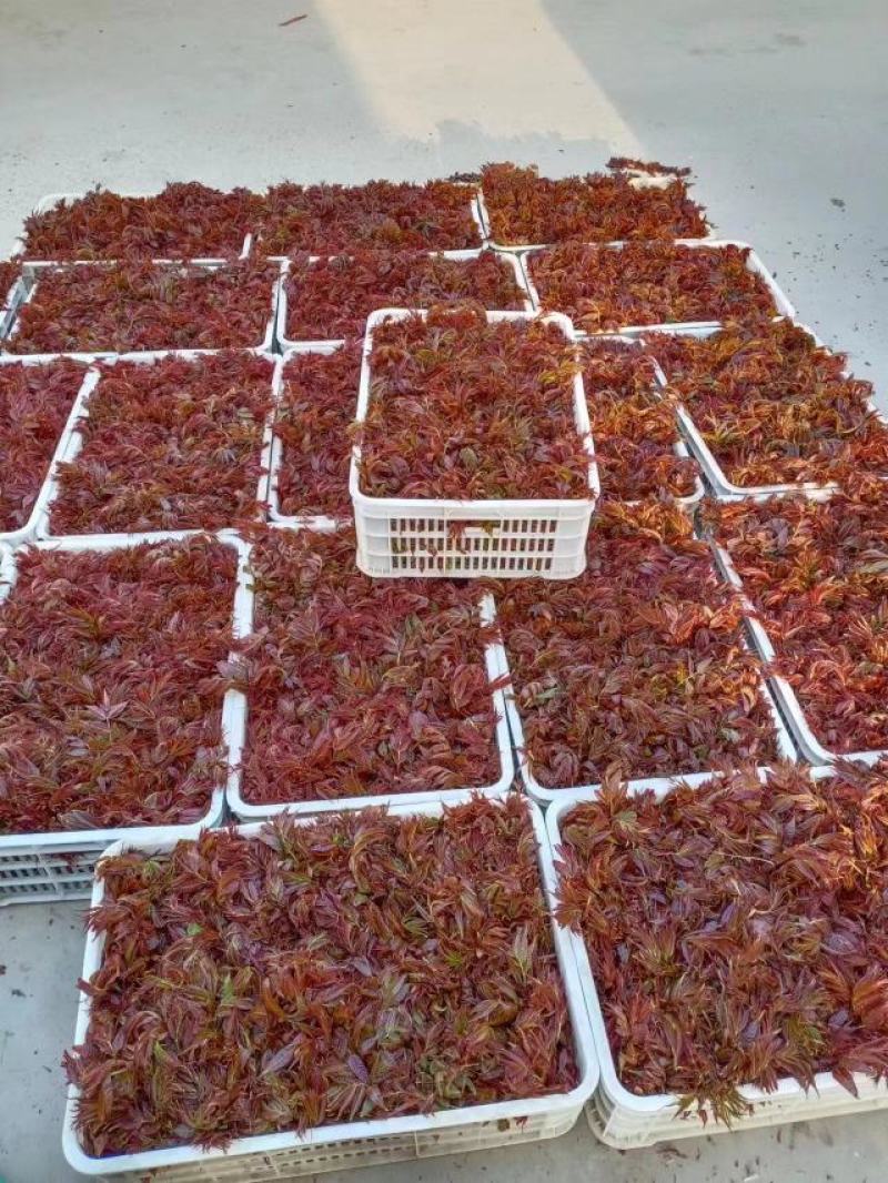 沂蒙露天头茬红油香椿大量上市中，欢迎采购