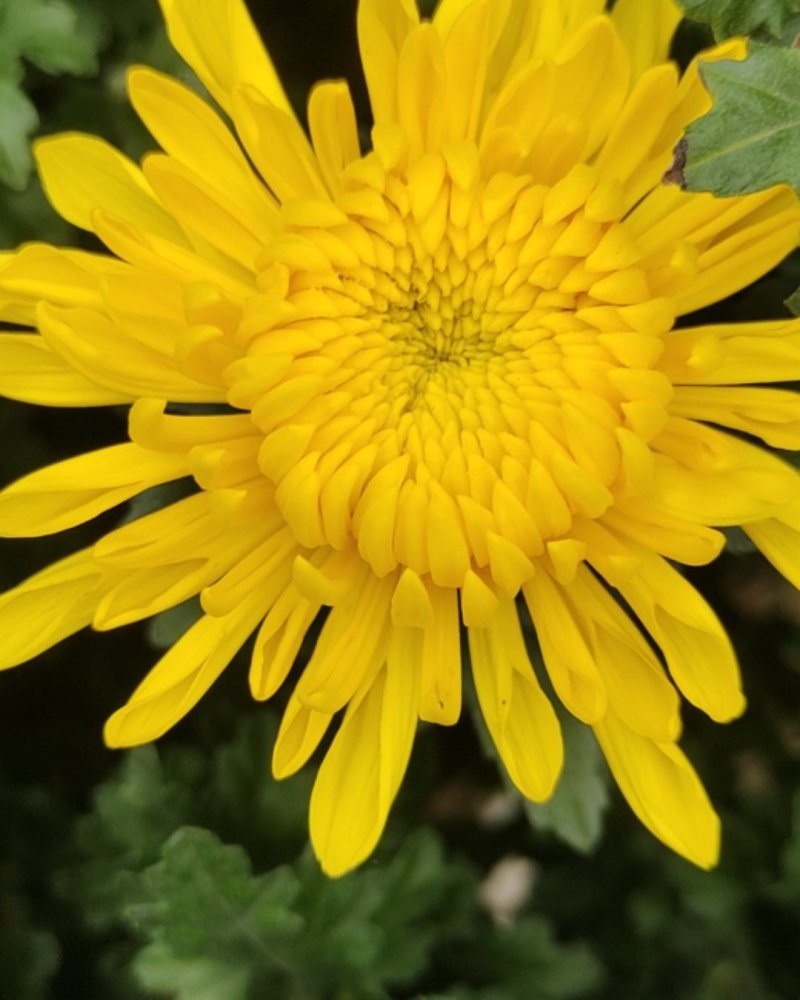 金扇白扇菊花