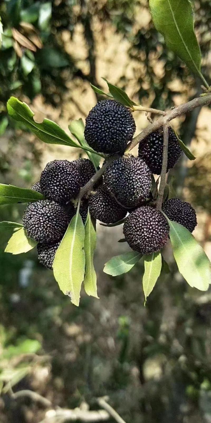 西场老温杨梅