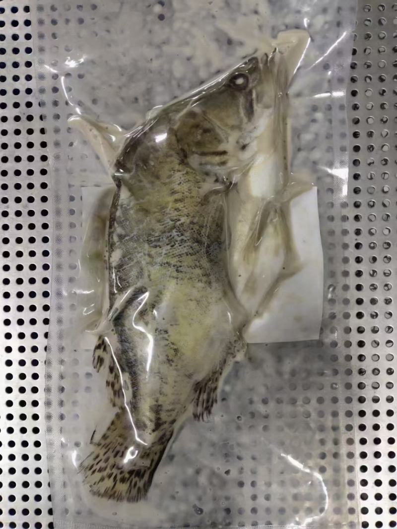 臭鳜鱼（臭桂鱼)厂家直销，也可做贴牌代加工，大小规格均匀