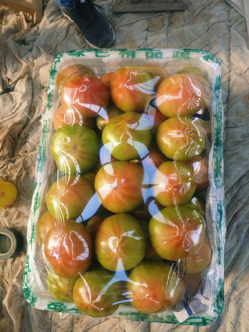 水果西红柿，美琪西红柿，产地直发大量上市欢迎来电