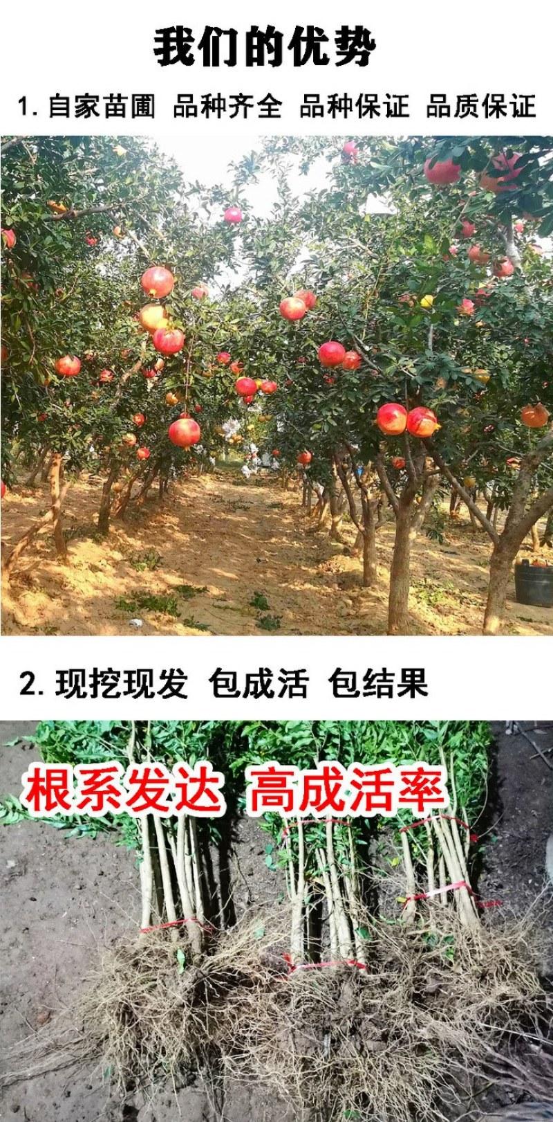 无籽石榴树苗突尼斯软籽石榴南北方庭院阳台盆栽地栽包成活结