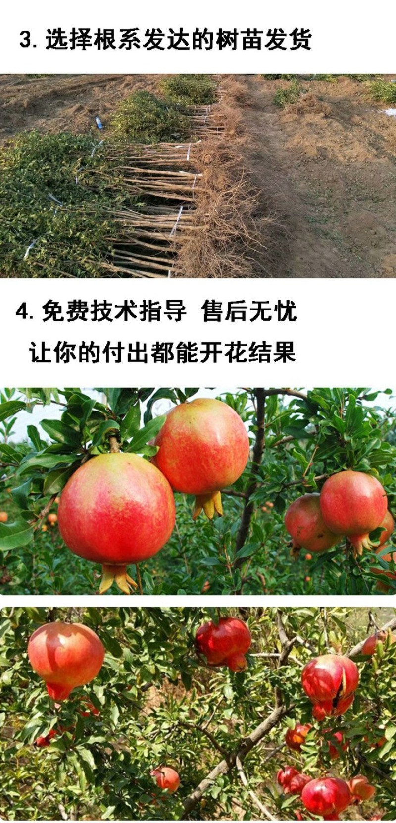 无籽石榴树苗突尼斯软籽石榴南北方庭院阳台盆栽地栽包成活结