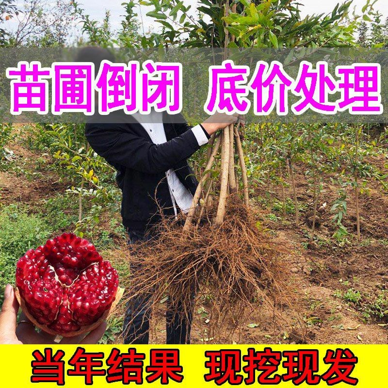 无籽石榴树苗突尼斯软籽石榴南北方庭院阳台盆栽地栽包成活结