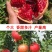 无籽石榴树苗突尼斯软籽石榴南北方庭院阳台盆栽地栽包成活结