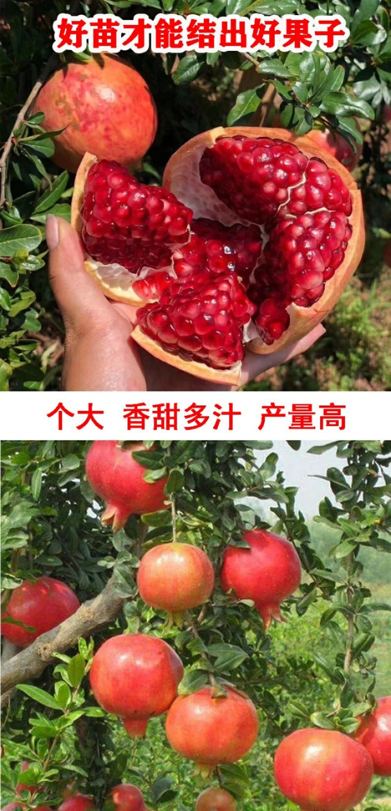 无籽石榴树苗突尼斯软籽石榴南北方庭院阳台盆栽地栽包成活结