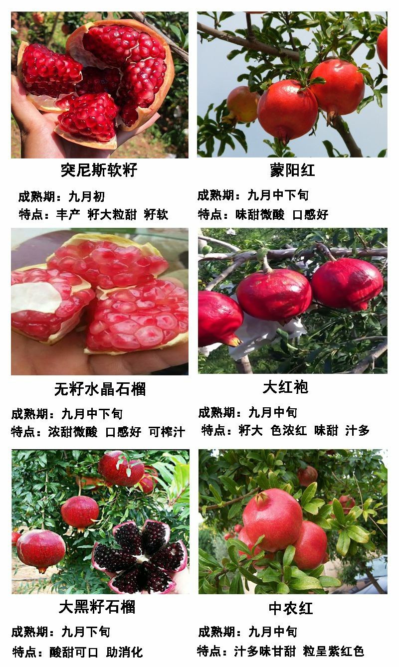 无籽石榴树苗突尼斯软籽石榴南北方庭院阳台盆栽地栽包成活结