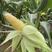 玉米精品水果玉米甜玉米大量上市对接电商社区团购超市