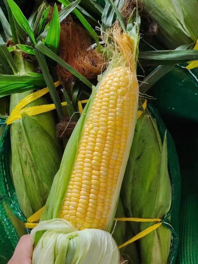 玉米精品水果玉米甜玉米大量上市对接电商社区团购超市