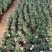 玛格丽特木茼蒿切花园林绿化景观室内室外盆栽观赏