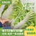 山东黄心白菜大量供应黄心白菜山东大白菜大小黄心白菜