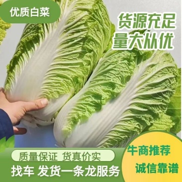 山东黄心白菜大量供应黄心白菜山东大白菜大小黄心白菜
