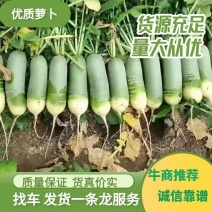 水果萝卜青萝卜大量供应山东肥城，山东济南里外青萝卜