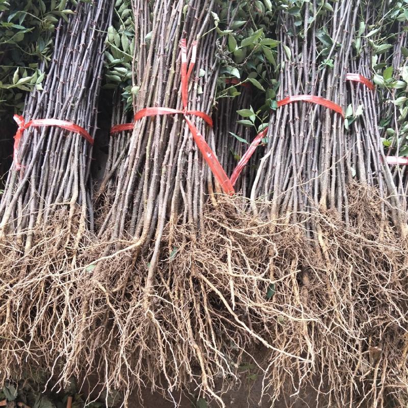 基地直销花椒苗大红袍花椒苗价格0.5-1公分花椒苗批发