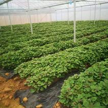 大量出售西瓜红，红薯苗，脱毒苗质量保证，全国各地发货。