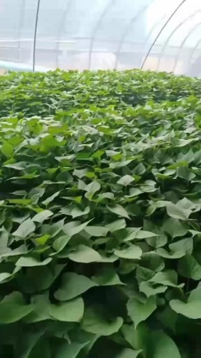 大量出售西瓜红，红薯苗，脱毒苗质量保证，全国各地发货。