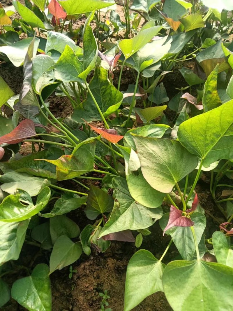 大量出售西瓜红，红薯苗，脱毒苗质量保证，全国各地发货。