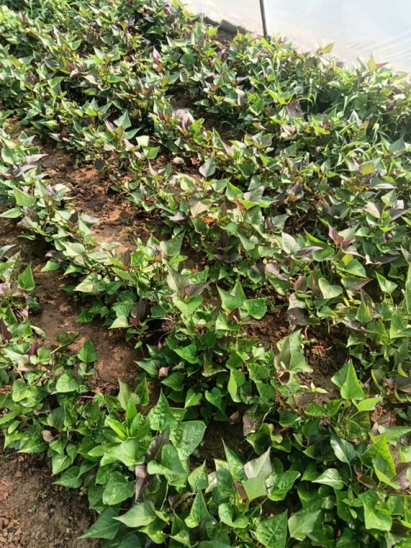 大量出售西瓜红，红薯苗，脱毒苗质量保证，全国各地发货。