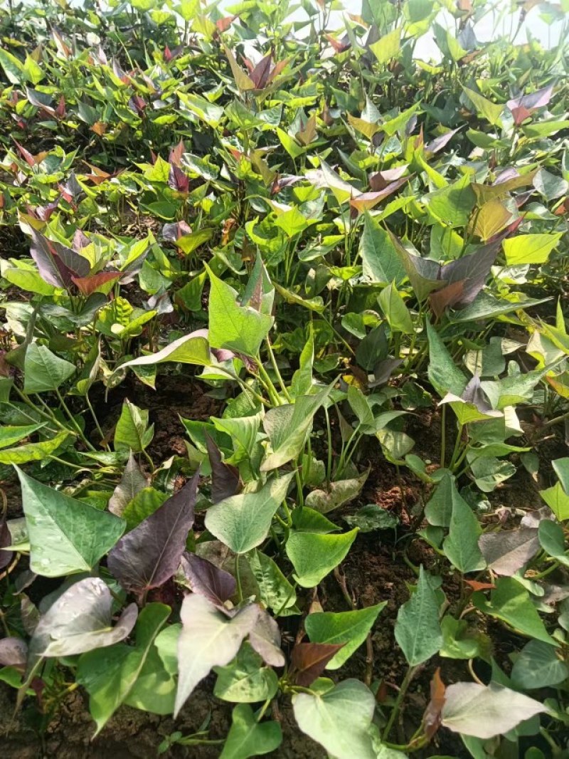 大量出售西瓜红，红薯苗，脱毒苗质量保证，全国各地发货。
