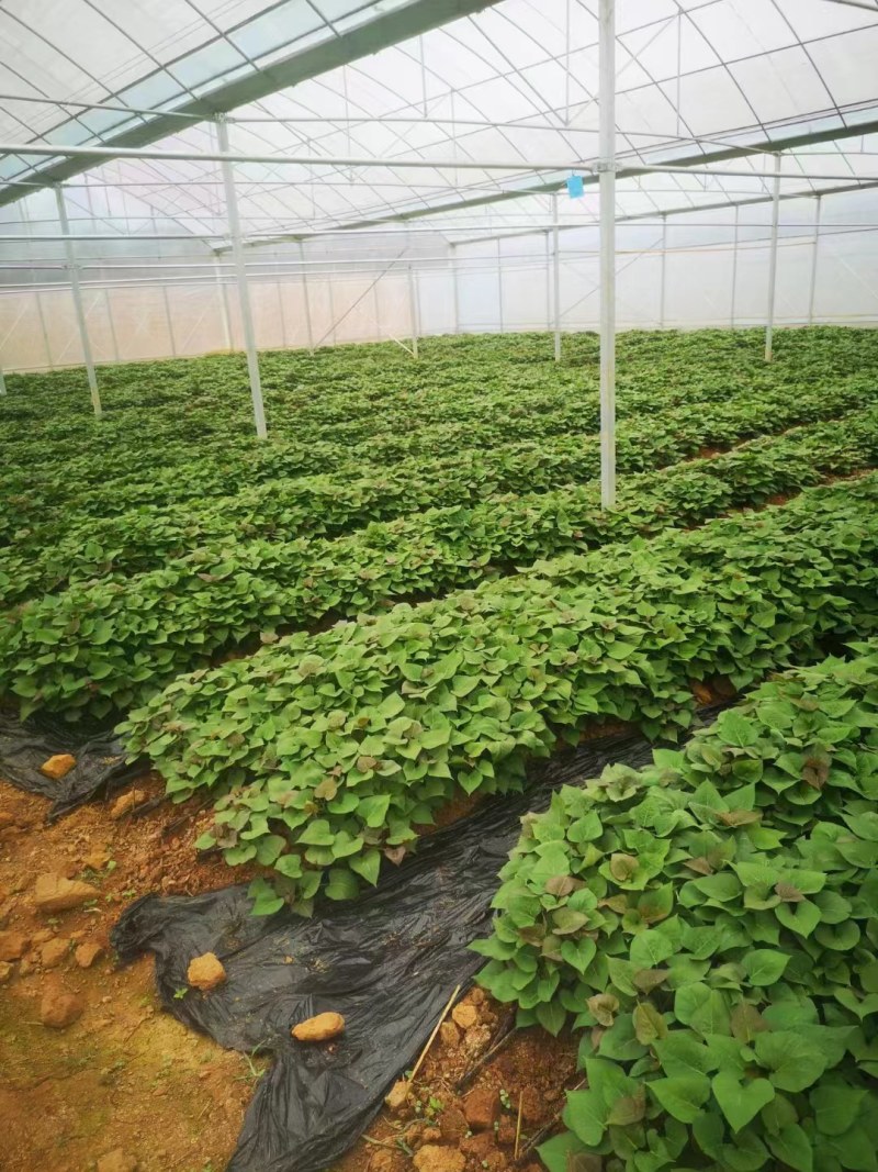 大量出售西瓜红，红薯苗，脱毒苗质量保证，全国各地发货。