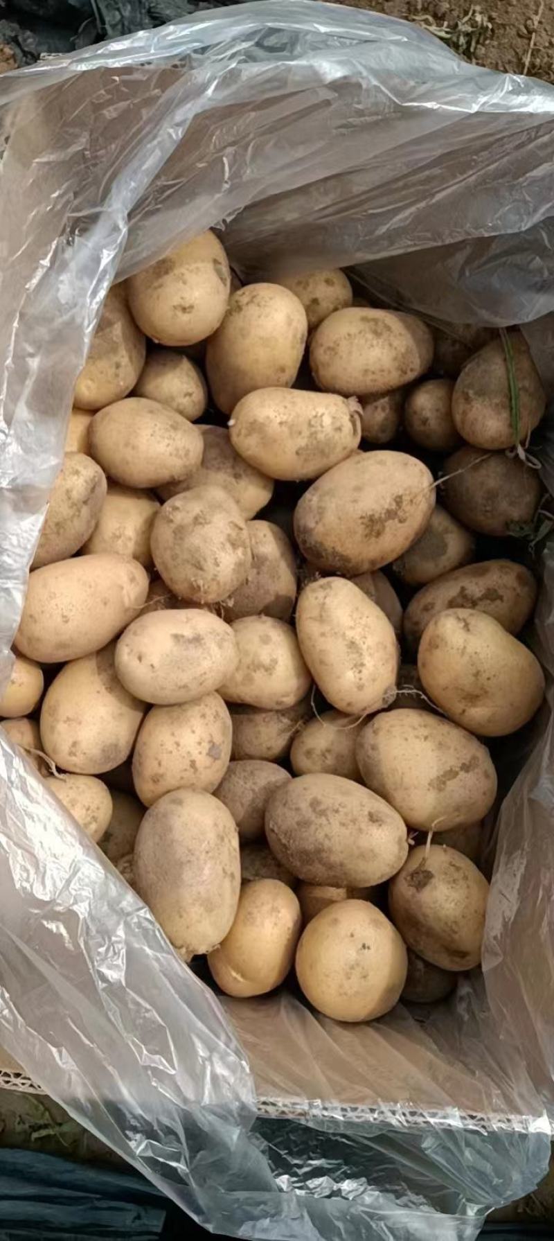 正宗恩施小土豆包粉包糯规格齐全，产地代发全国，质量保证！