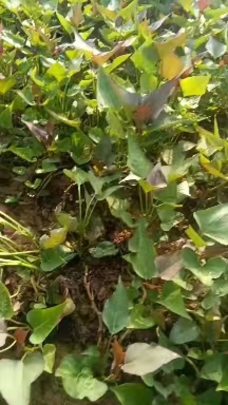 大量出售西瓜红，红薯苗，脱毒苗质量保证，全国各地发货。