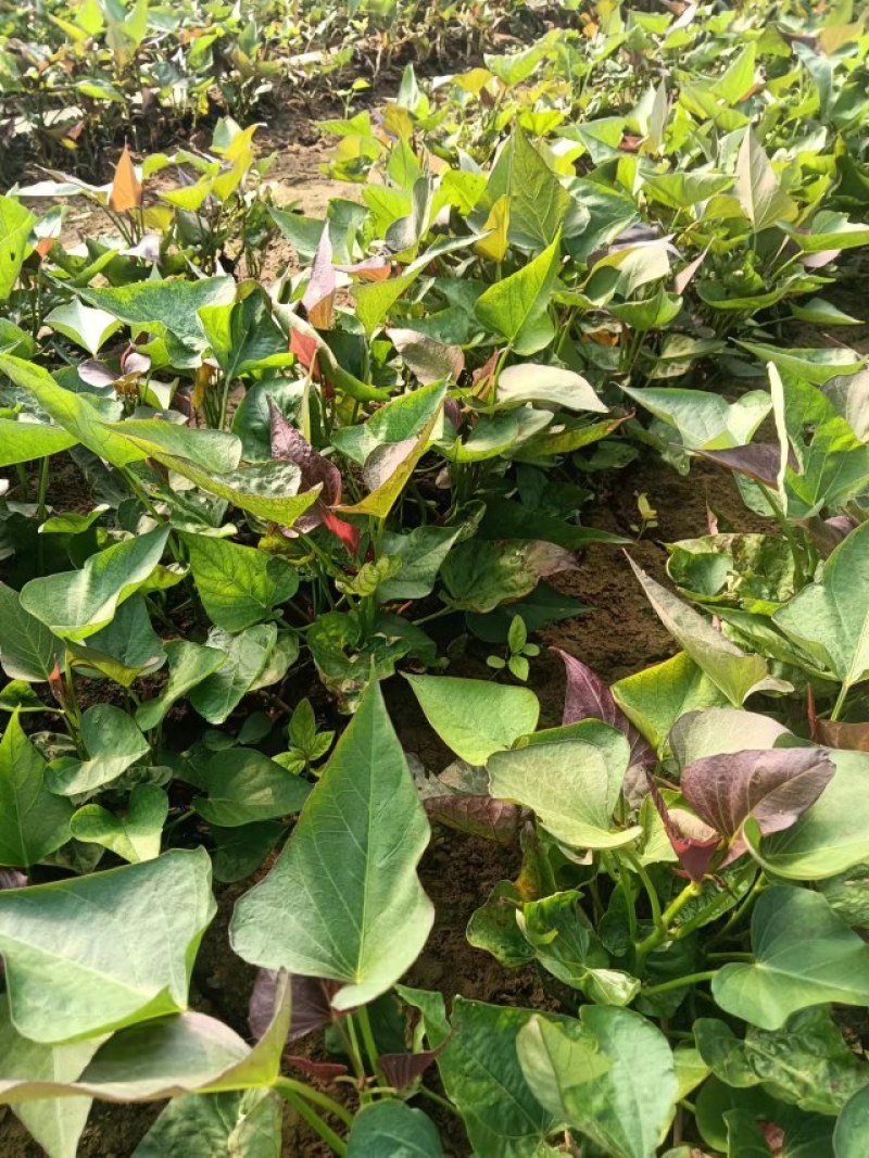 大量出售西瓜红，红薯苗，脱毒苗质量保证，全国各地发货。