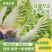 山东大白菜肥城北京三号白菜货量大品质好价位低