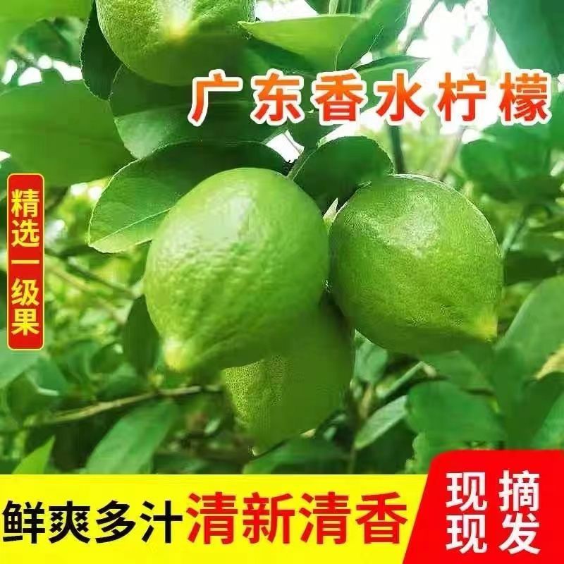 【果园直发】无籽广东香水柠檬四季广东无籽香水柠檬