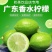 【果园直发】无籽广东香水柠檬四季广东无籽香水柠檬