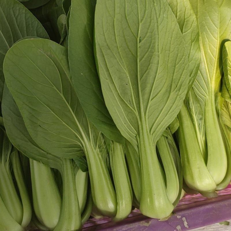 精品上海青小青菜
