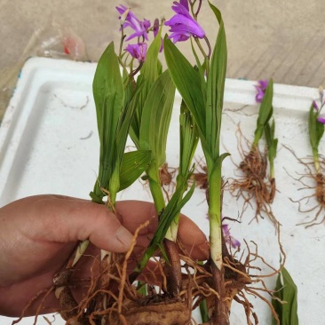 纯紫花宽叶白芨苗