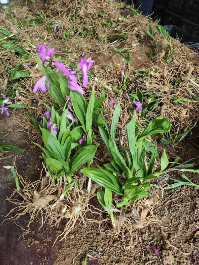 纯紫花宽叶白芨苗