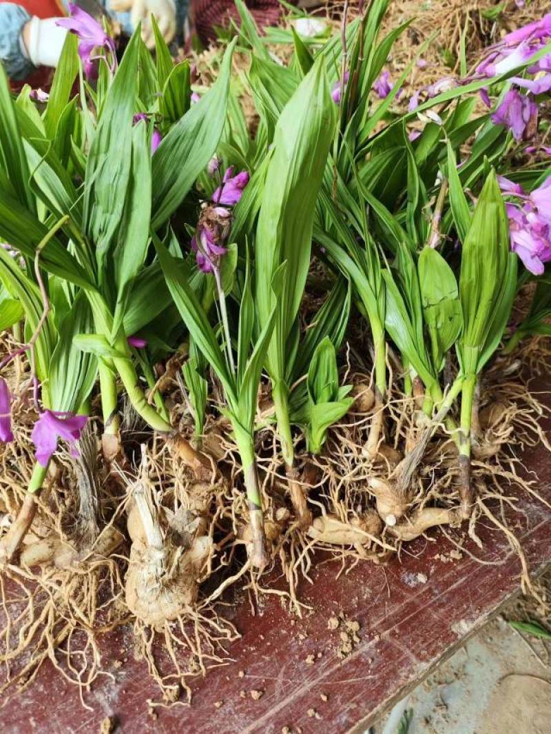 纯紫花宽叶白芨苗