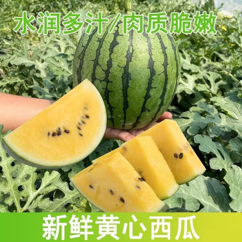 沭阳黄心西瓜品质保证诚信经营欢迎联系接商超市场电商