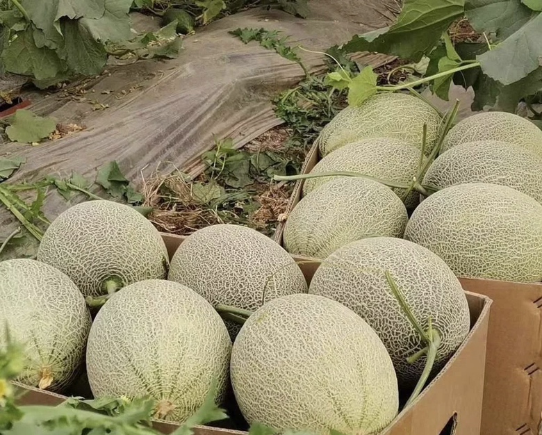 翠蜜哈密瓜电商包装与零售场景