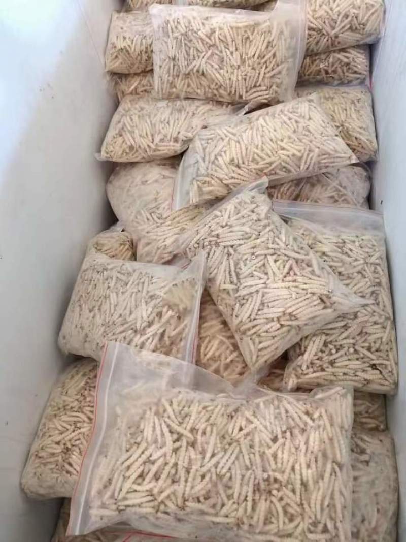 竹虫，竹蛆，新货
