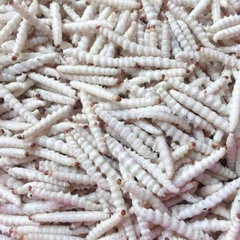 竹虫，竹蛆，新货