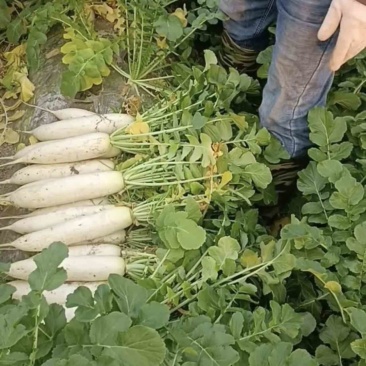 精品雪灵白萝卜，可散装、可水洗、可打包，价格优惠