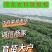 石家庄阿乐冷棚育苗基地。农科院采购试管苗。