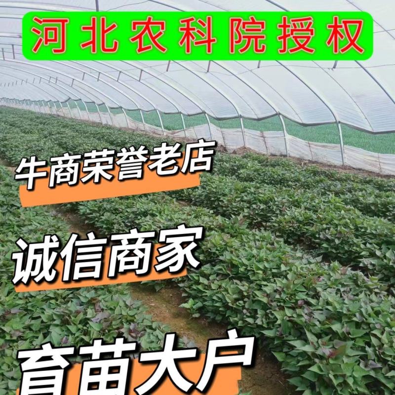 石家庄阿乐冷棚育苗基地。农科院采购试管苗。