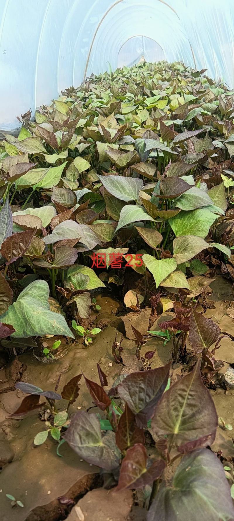石家庄阿乐冷棚育苗基地。农科院采购试管苗。