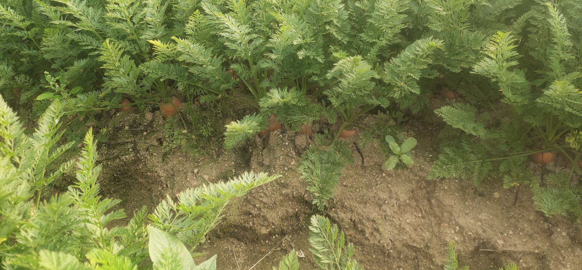 胡萝卜与儿童一起用餐的温馨场景,突出胡萝卜对儿童健康的益处 胡萝卜与儿童一起用餐的场景