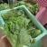 精品蔬菜意大利生菜