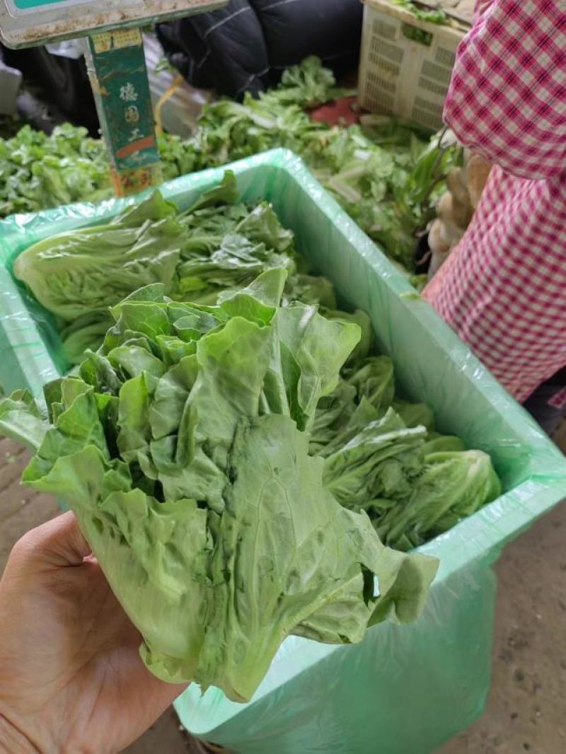 精品蔬菜意大利生菜